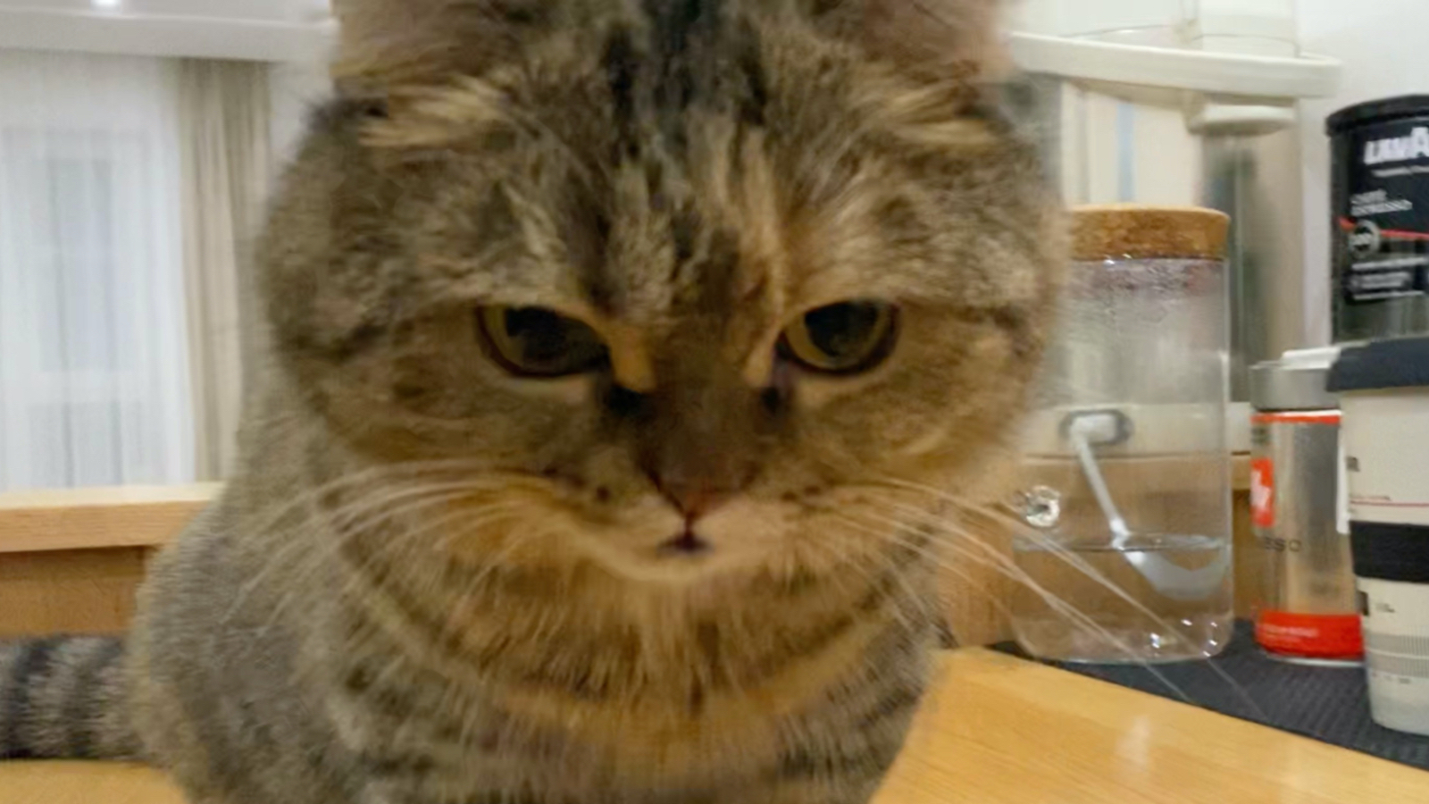 猫吃饭也太香了,把我馋哭了!