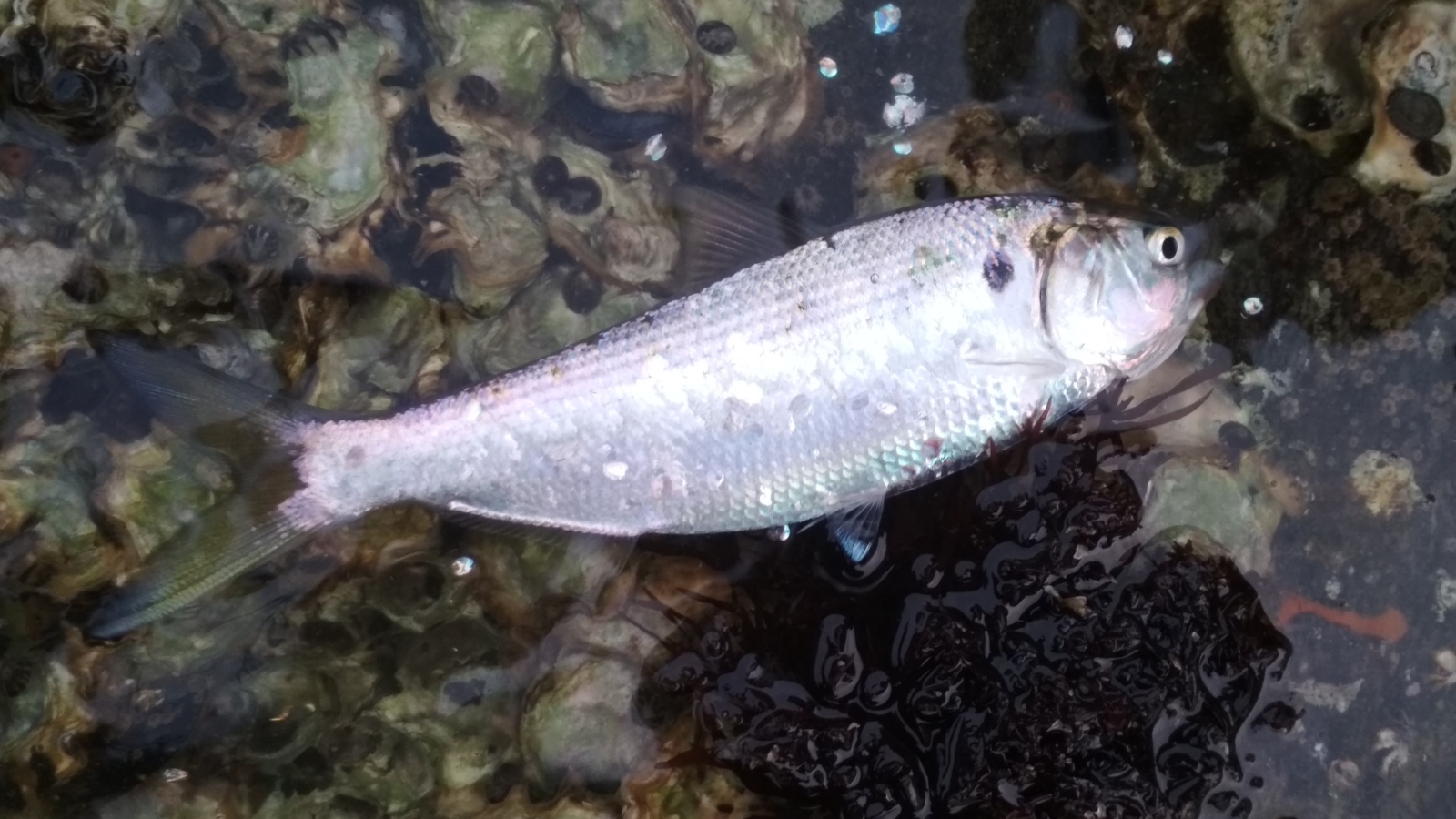 烟台山下路亚挂上刀鲫鱼