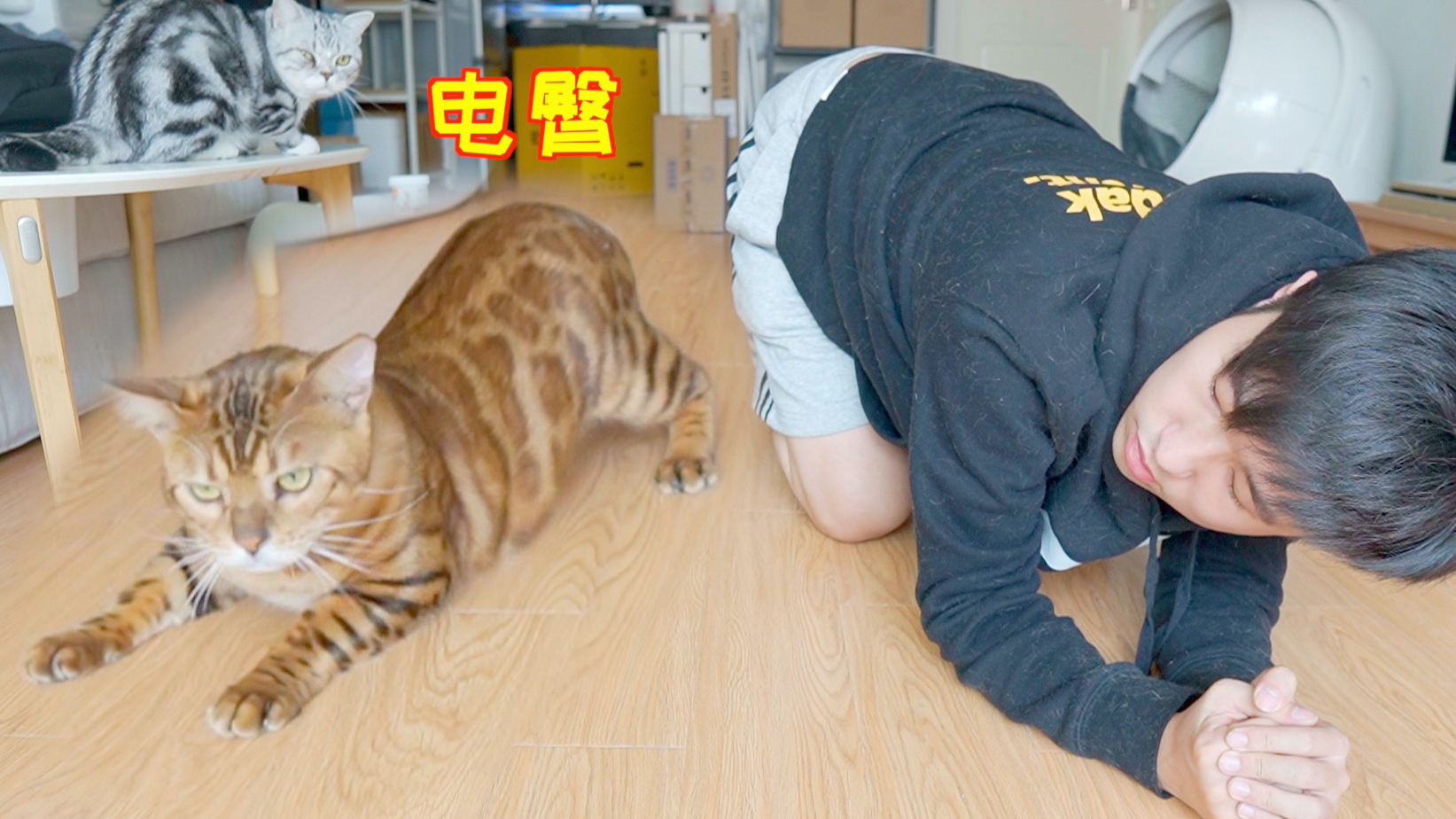 教家里猫扭屁股 学会后比我还能扭 秒变小电臀!