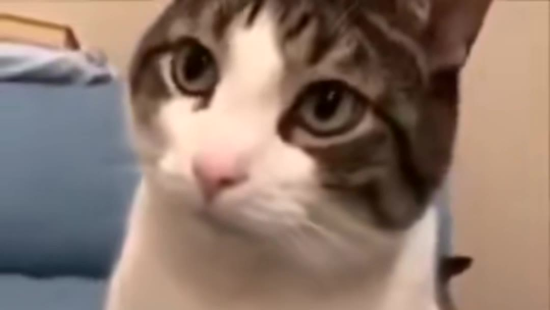猫:我也想知道