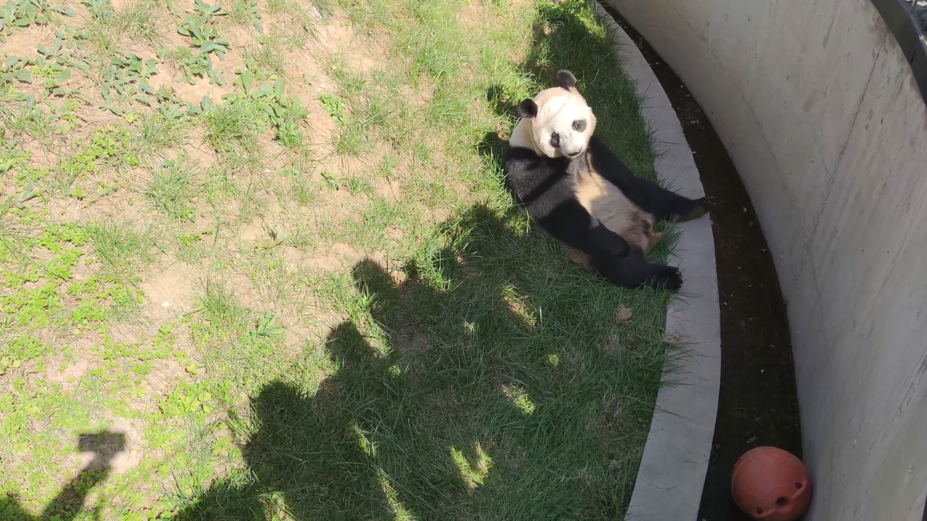 熊猫:亲生的才好下手熊猫:亲生的才好下手