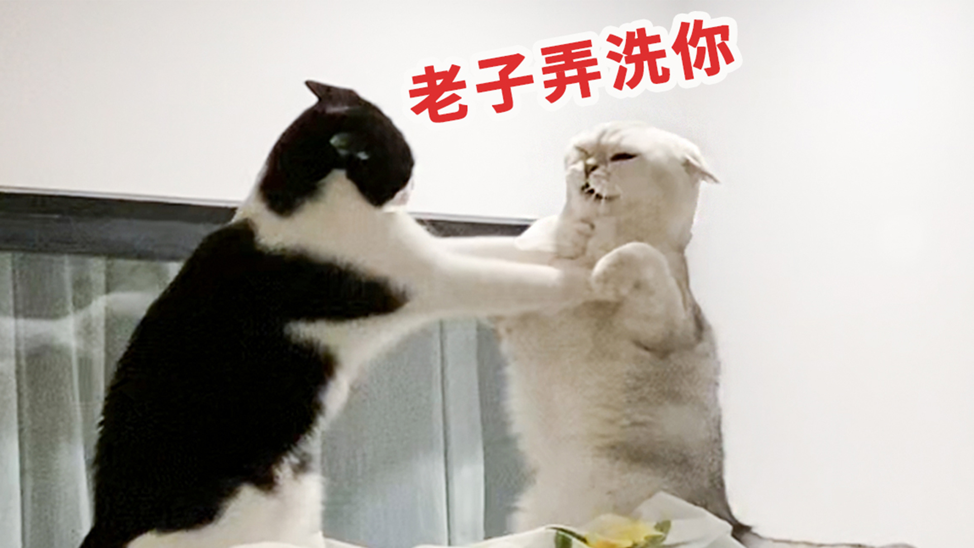 猫抢地盘天天打!女主人:求求你们别打了,再打头要笑掉了哈哈哈
