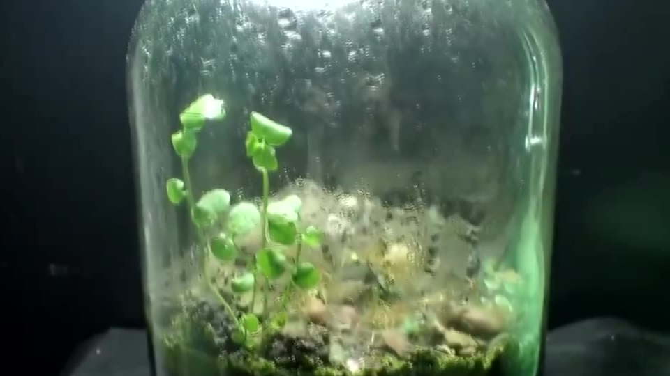 一只密闭培养了12年的生态瓶