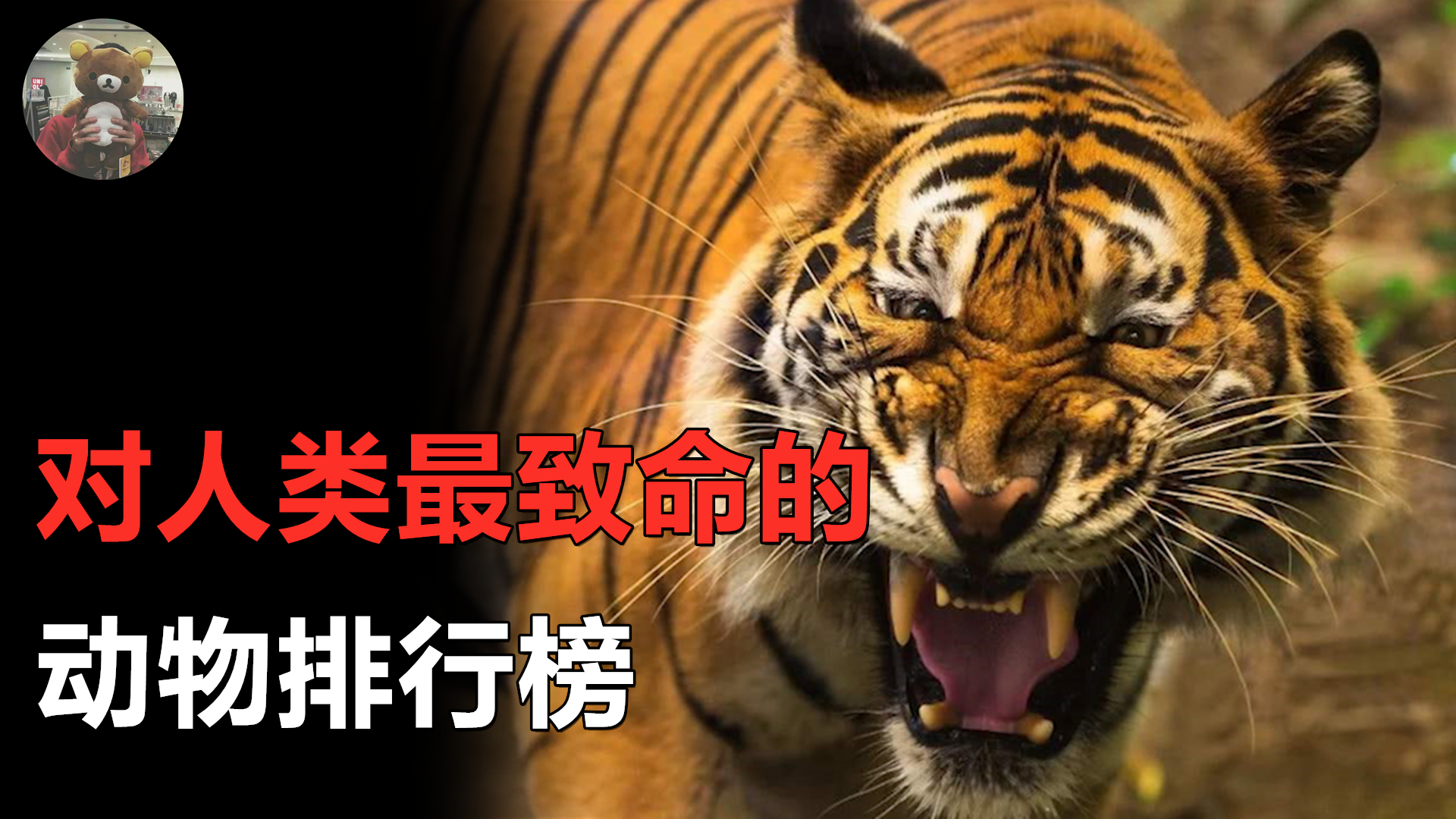 对人类最致命的动物是什么?老虎?狮子?大白鲨?你可能通通猜错