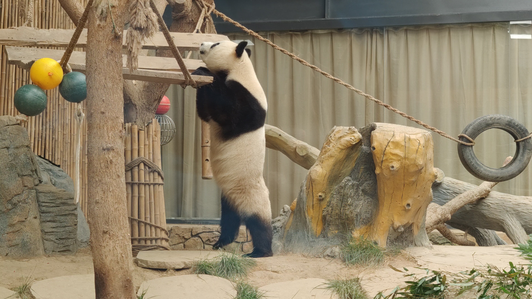 小熊猫站起来图片