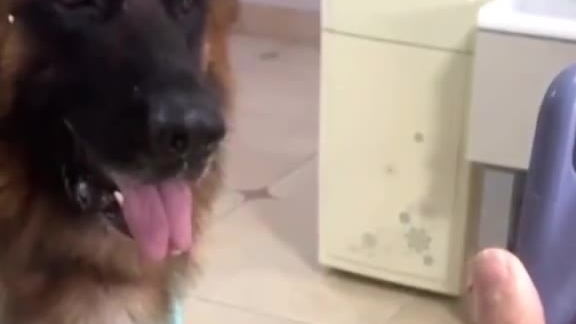 还有啥是这狗不会的