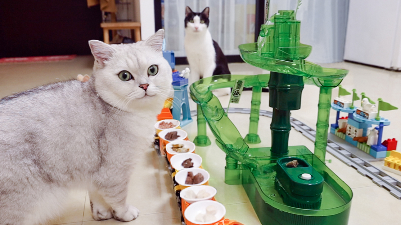 用流水素面机和乐高,给猫做一次自助餐!实现他的愿望!