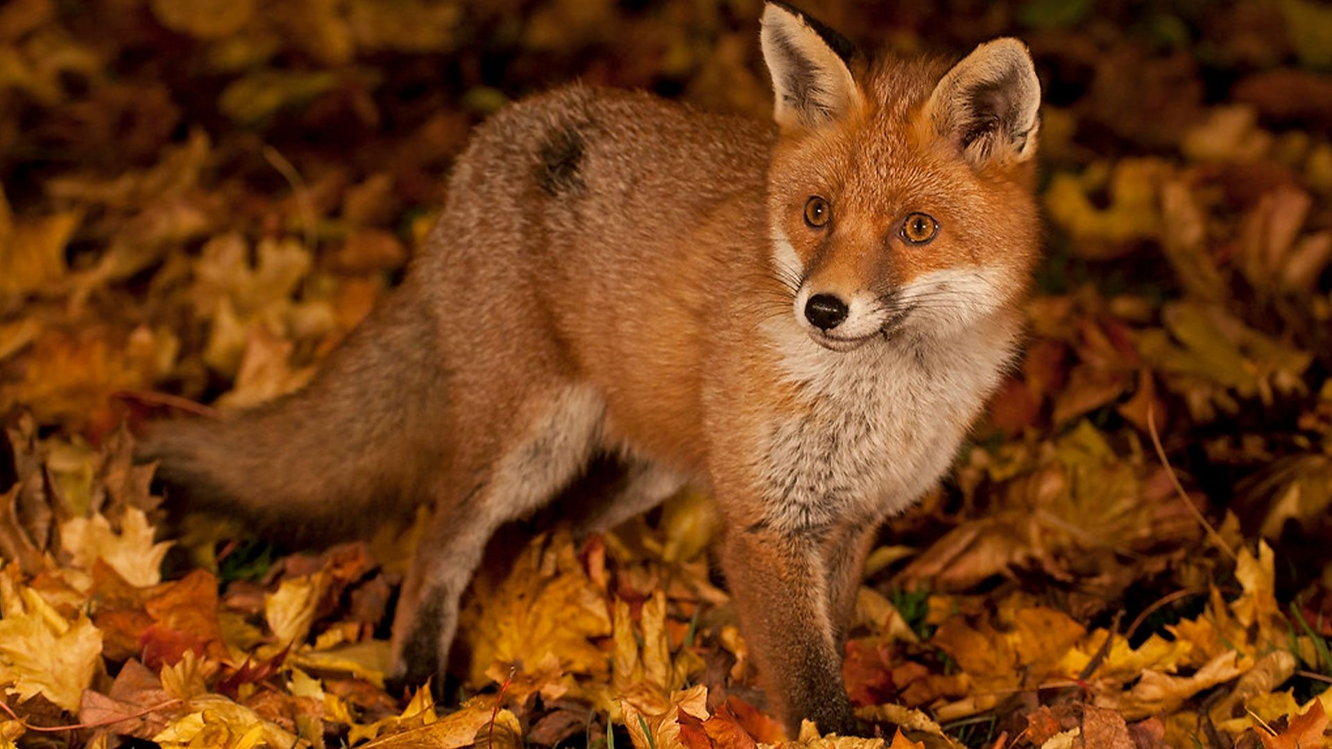 《树冠上的生活 life in the canopy》ep02 英语中字 720p