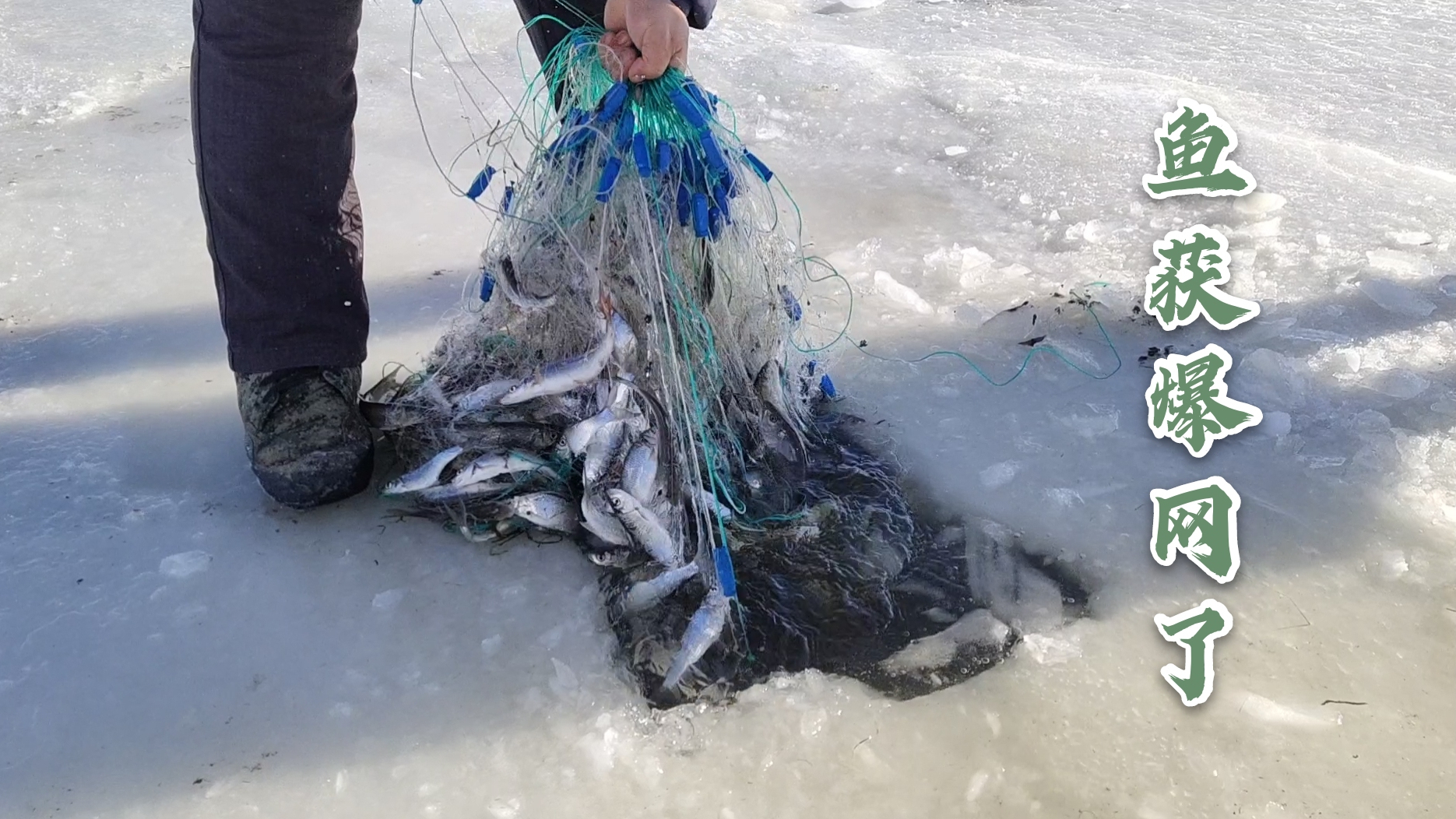 一帮人敲冰赶鱼群,半个小时捕获几十斤