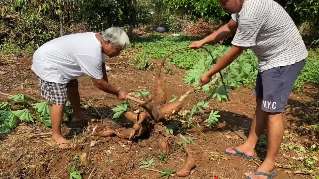 3年没挖的木薯,越南大叔到地里后直接连根拔起,意外惊喜啊!