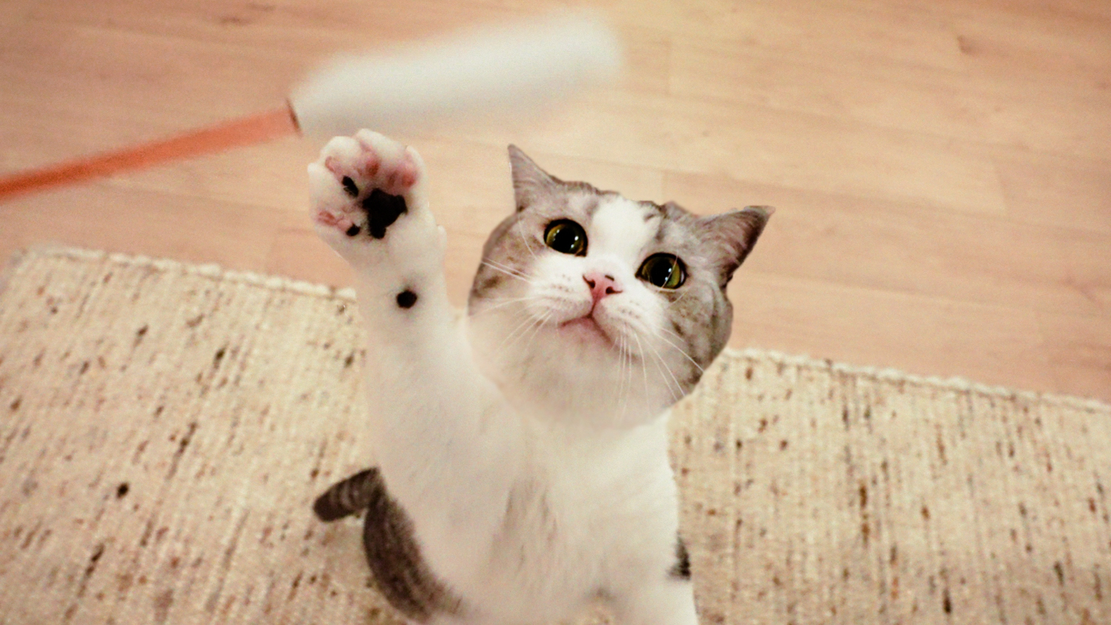 家里装修地板,5只猫被关一天,憋疯了出来就嗨翻!