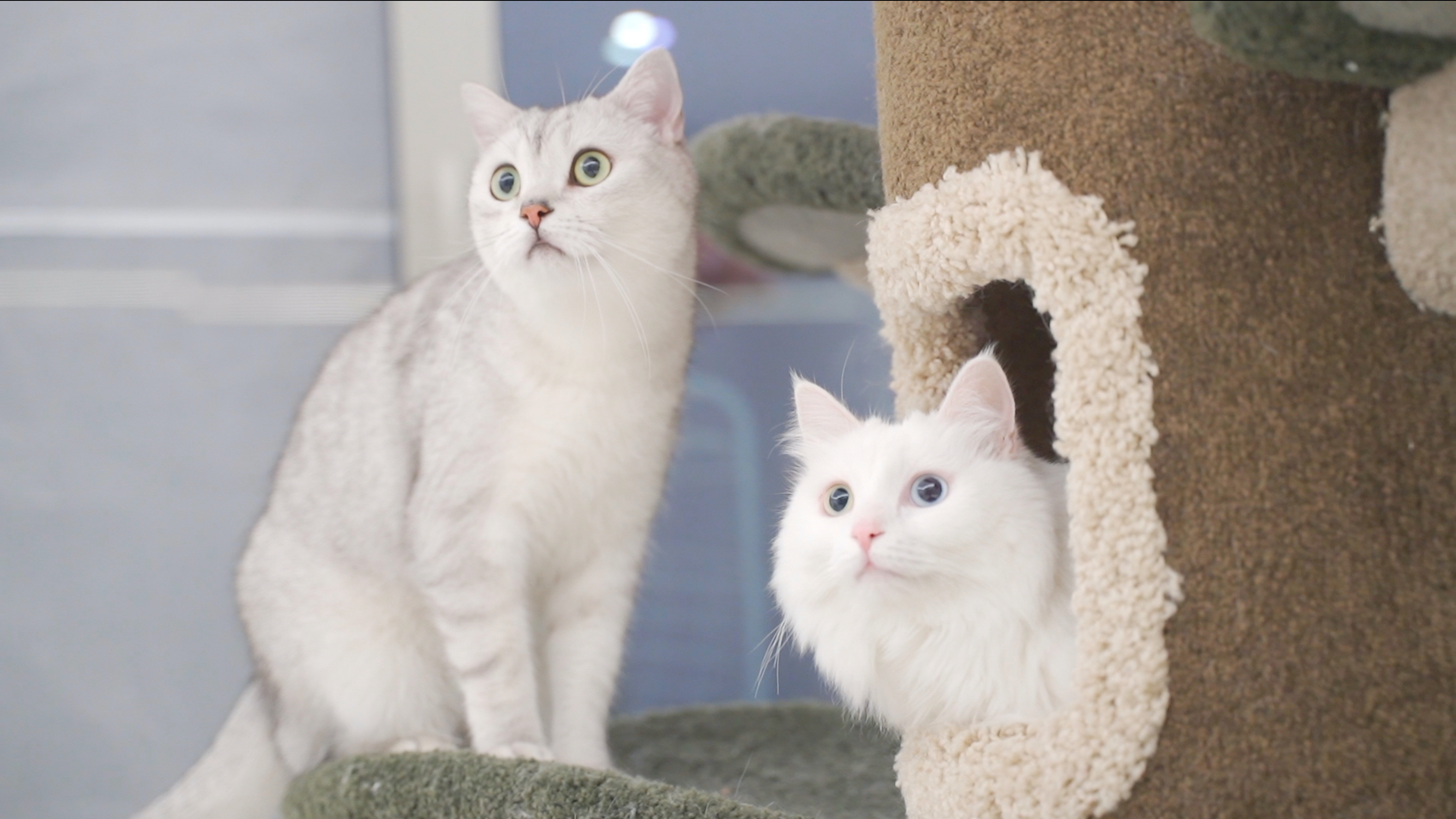 带猫咪搬进800万豪宅,嚯!这就是人不如猫的感受吗?