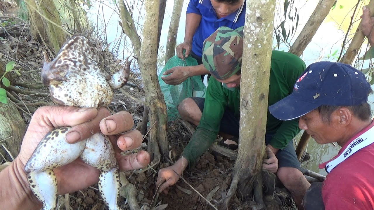 越南农村大叔野外抓青蛙,一抓一个准!