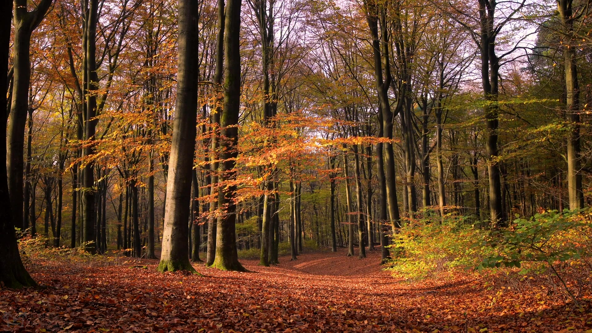 【纪录片】【FALL IN THE NETHERLANDS】【1080P】