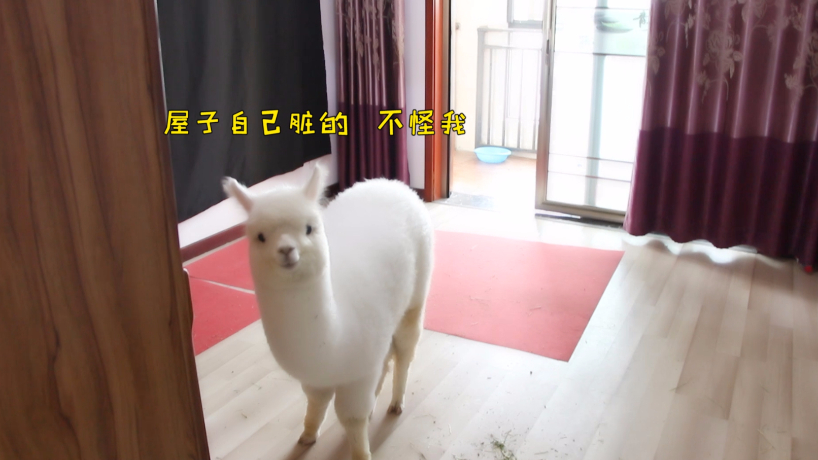 千万不要给羊驼化妆,怕你忍不住想亲亲!