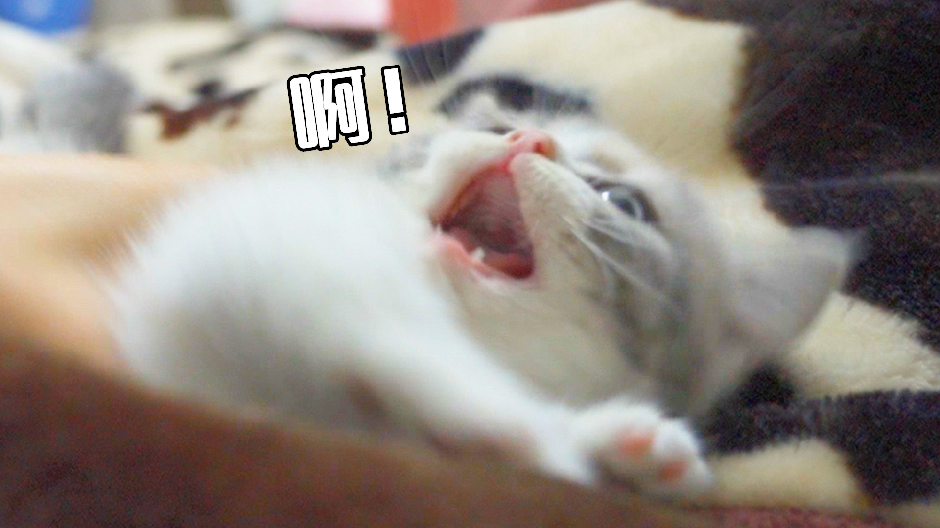 小奶猫的脾气这么大吗?一碰就要打人,好凶!