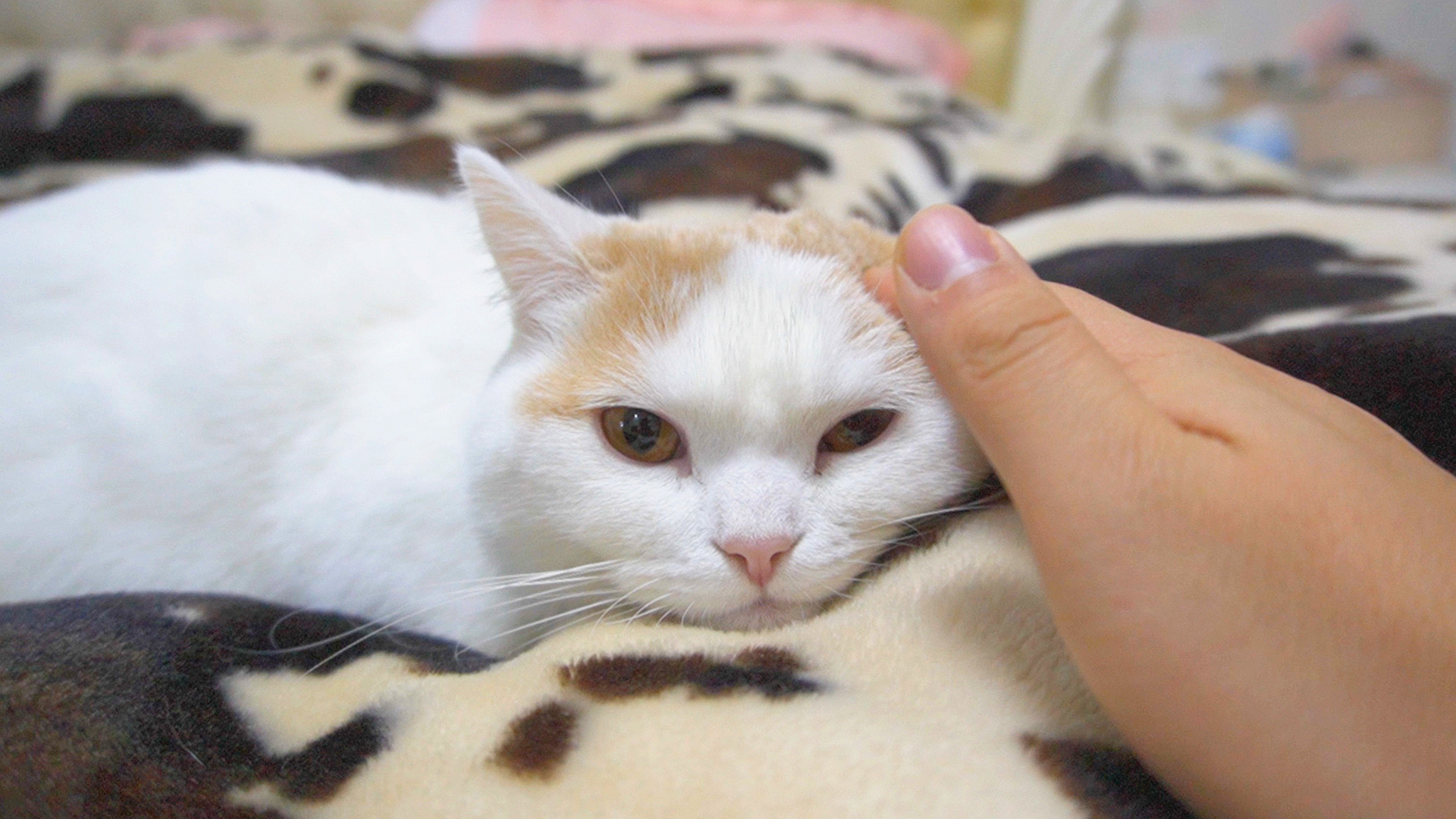 千万别让男人单独带猫,猫可能会崩溃!