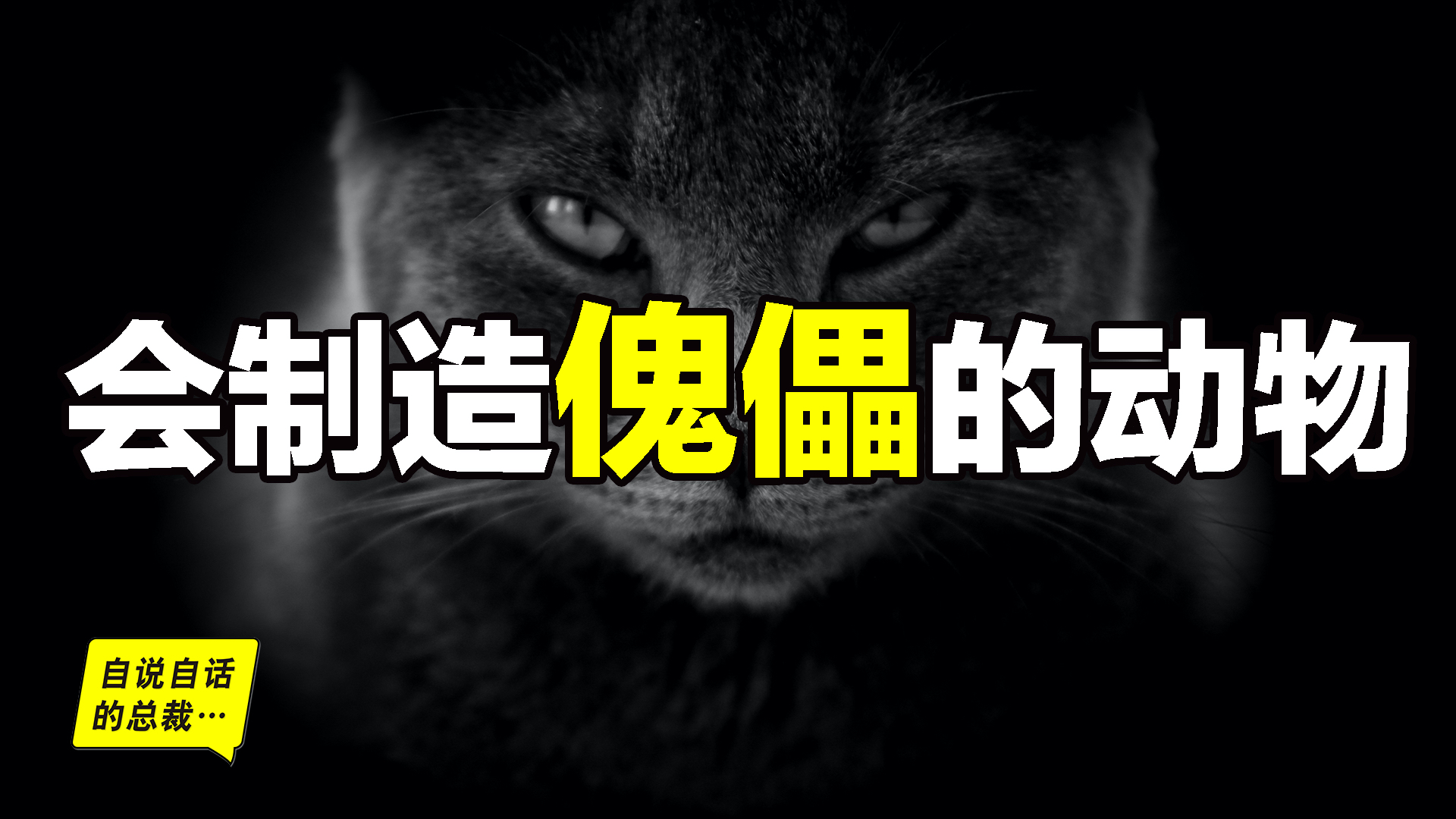 寄生蜂和弓形虫:你一定见过猫,却没想到被它偷偷变成了傀儡