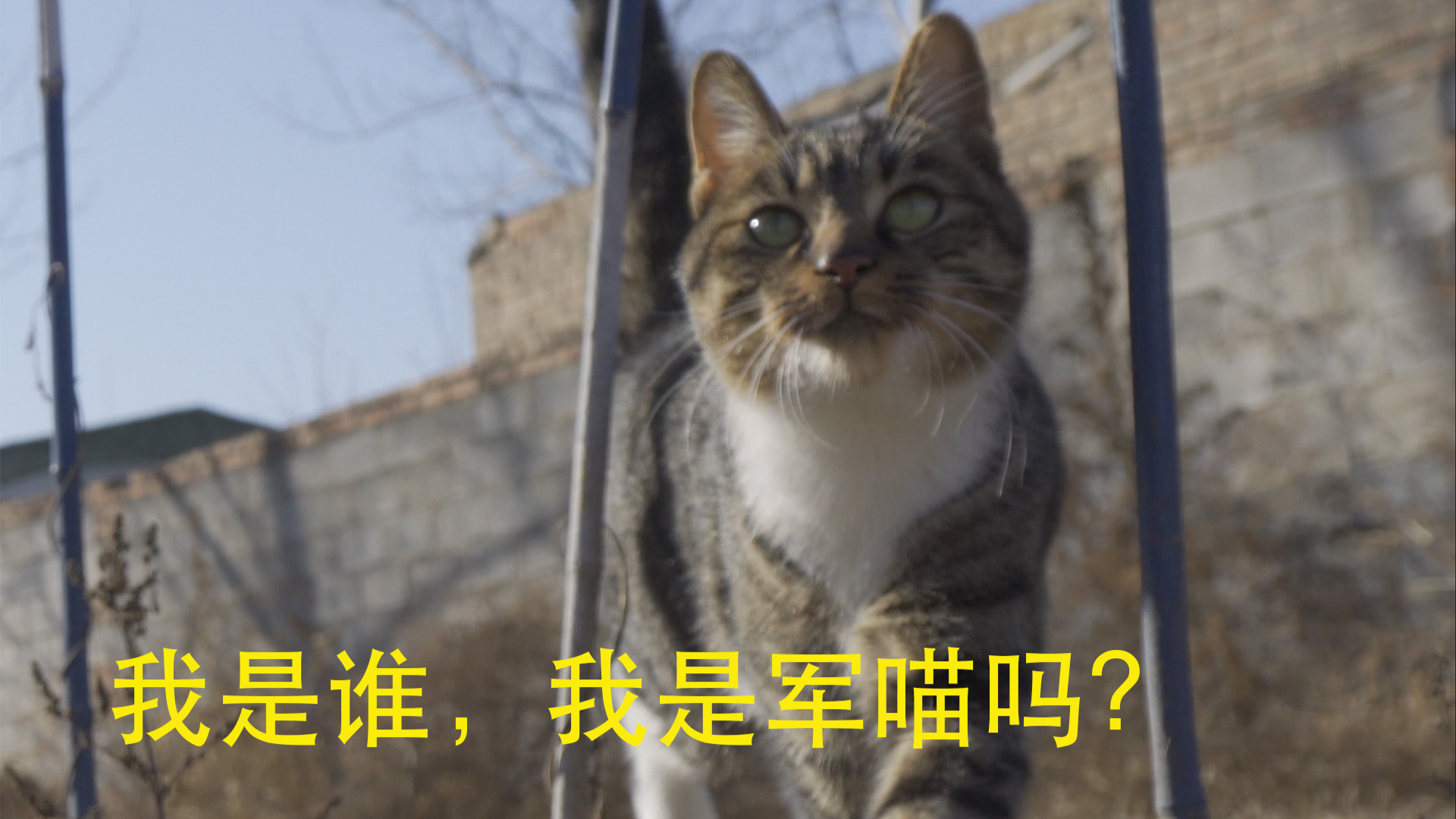 虽然我是土猫,但我要做最强的军喵,你们信吗?