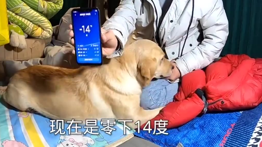 小伙零下20度和狗睡车里,狗子秒睡还打咕噜