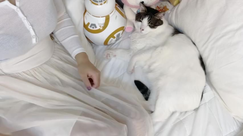 韩国丝袜测评小姐姐redmato的尝试与猫猫睡前故事的哄睡视频合集
