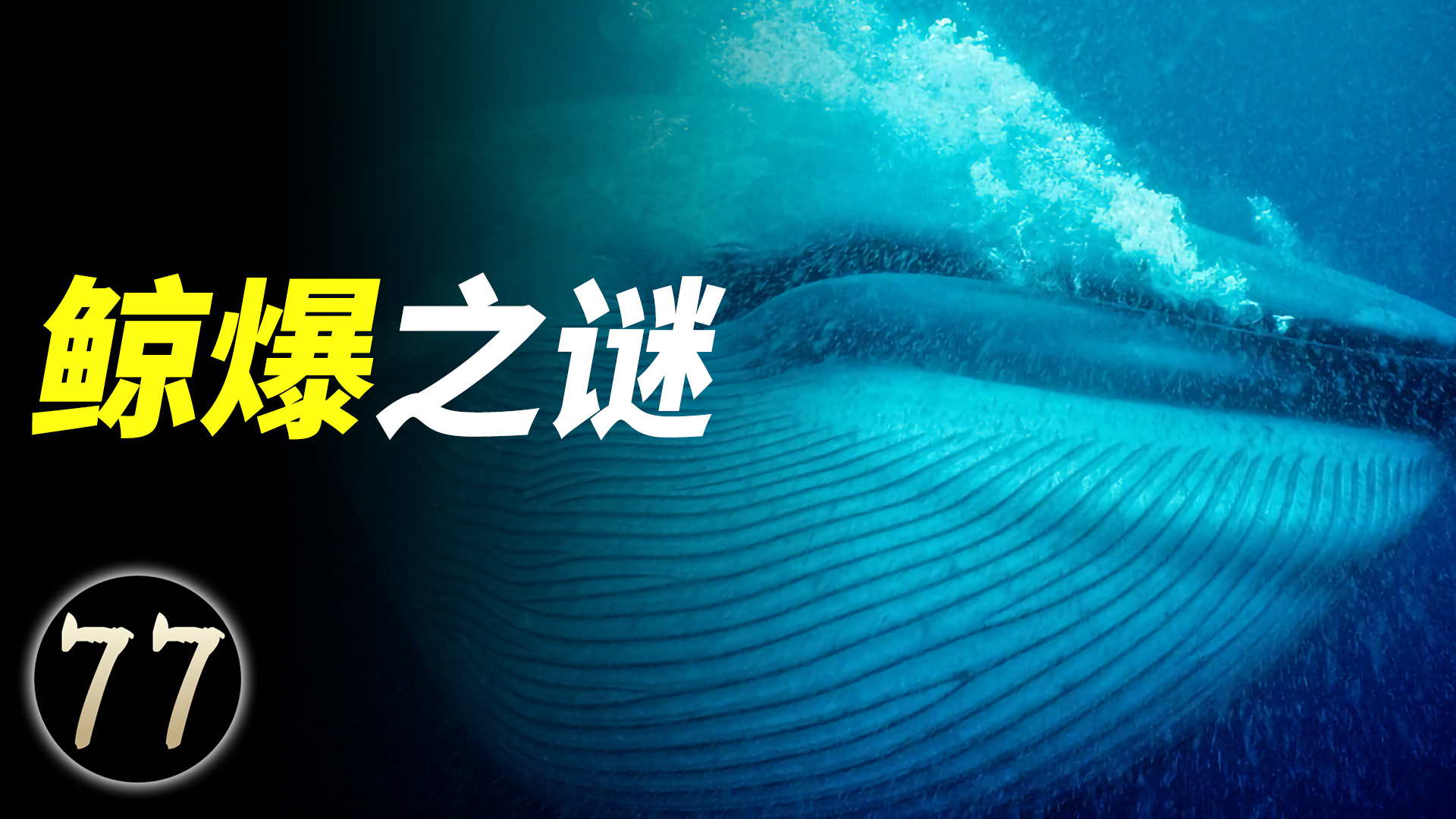 为什么鲸鱼死后不能靠近?大自然的生物炸弹,解开鲸爆之谜