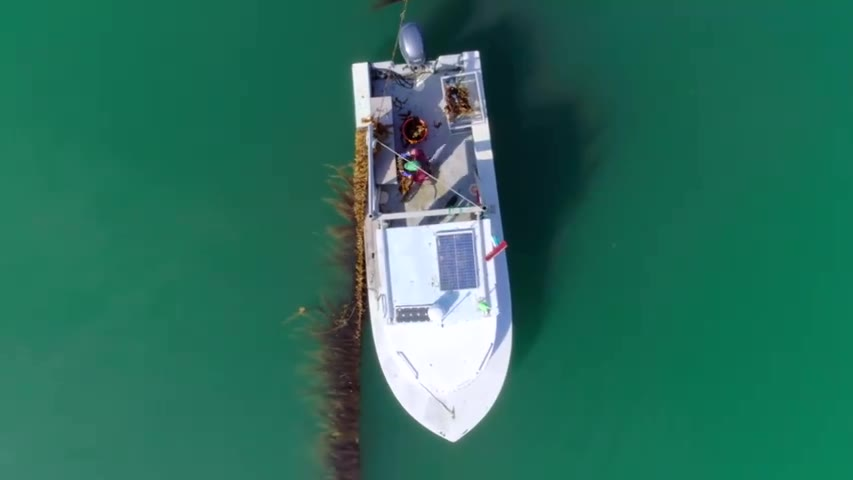 高分纪录片《地球上的一段生命旅程》