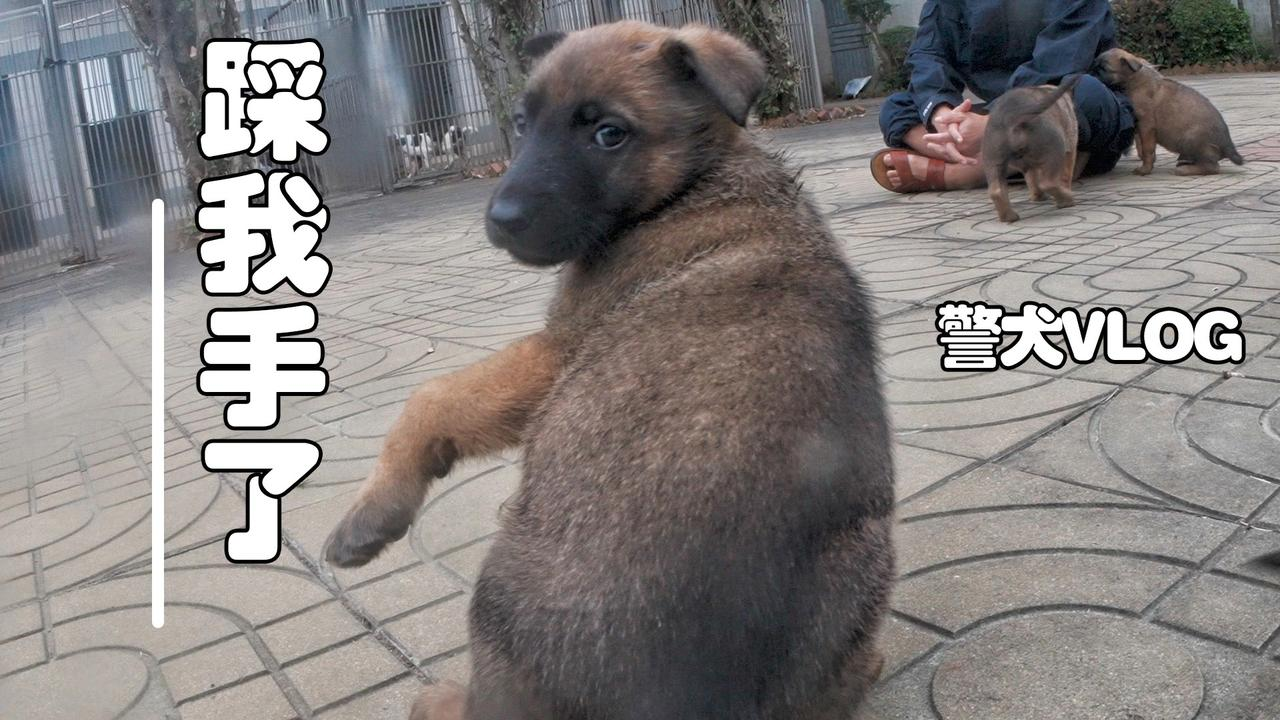 警犬小奶汪,干啥啥不行,干架第一名!自律的狗子多可怕!