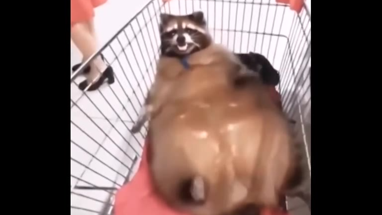 动物迷惑行为大赏