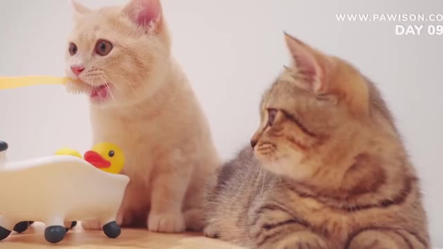 小奶猫从出生到100天的成长历程