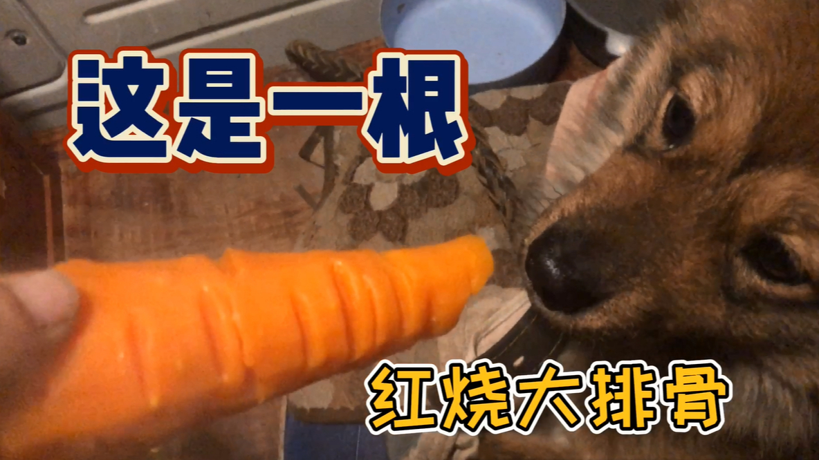 小土狗好几天没吃顿好的,给它煮根胡萝卜,当成排骨舔的精光