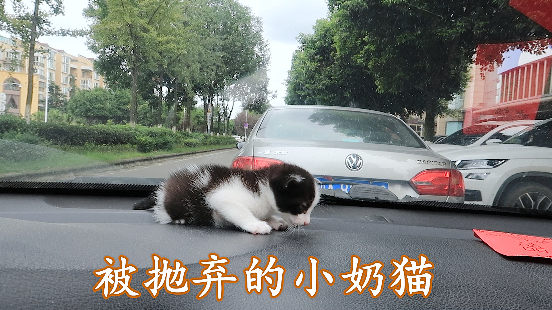 捡到一只被抛弃的小奶猫,耳朵小,脑袋大,牙齿都没长