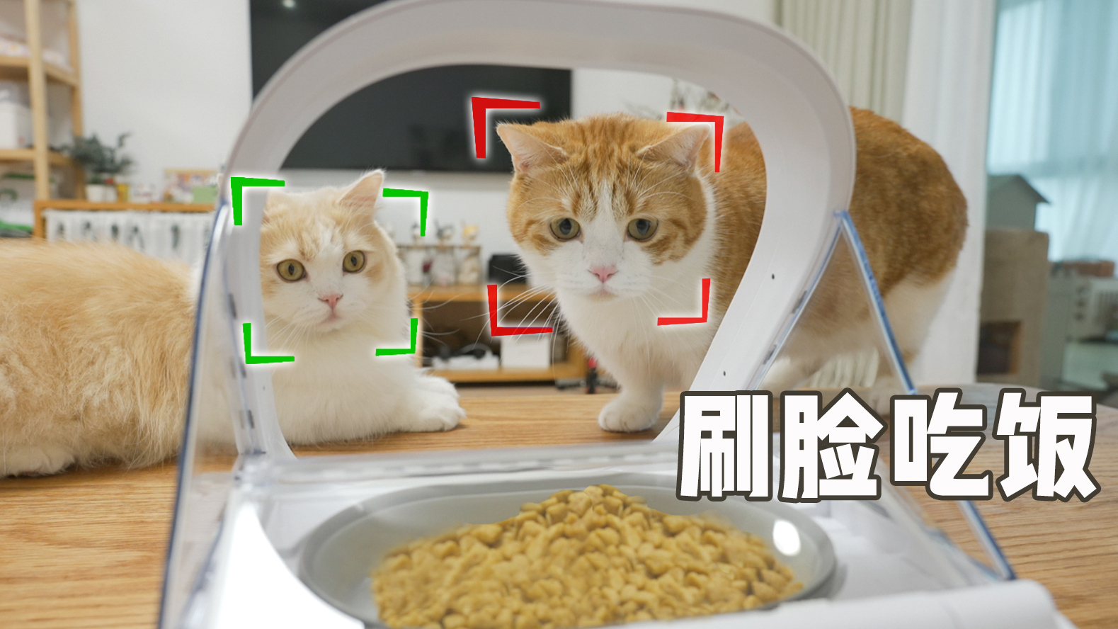 猫脸识别喂食器,猫:以我的颜值...哎!你别关呀