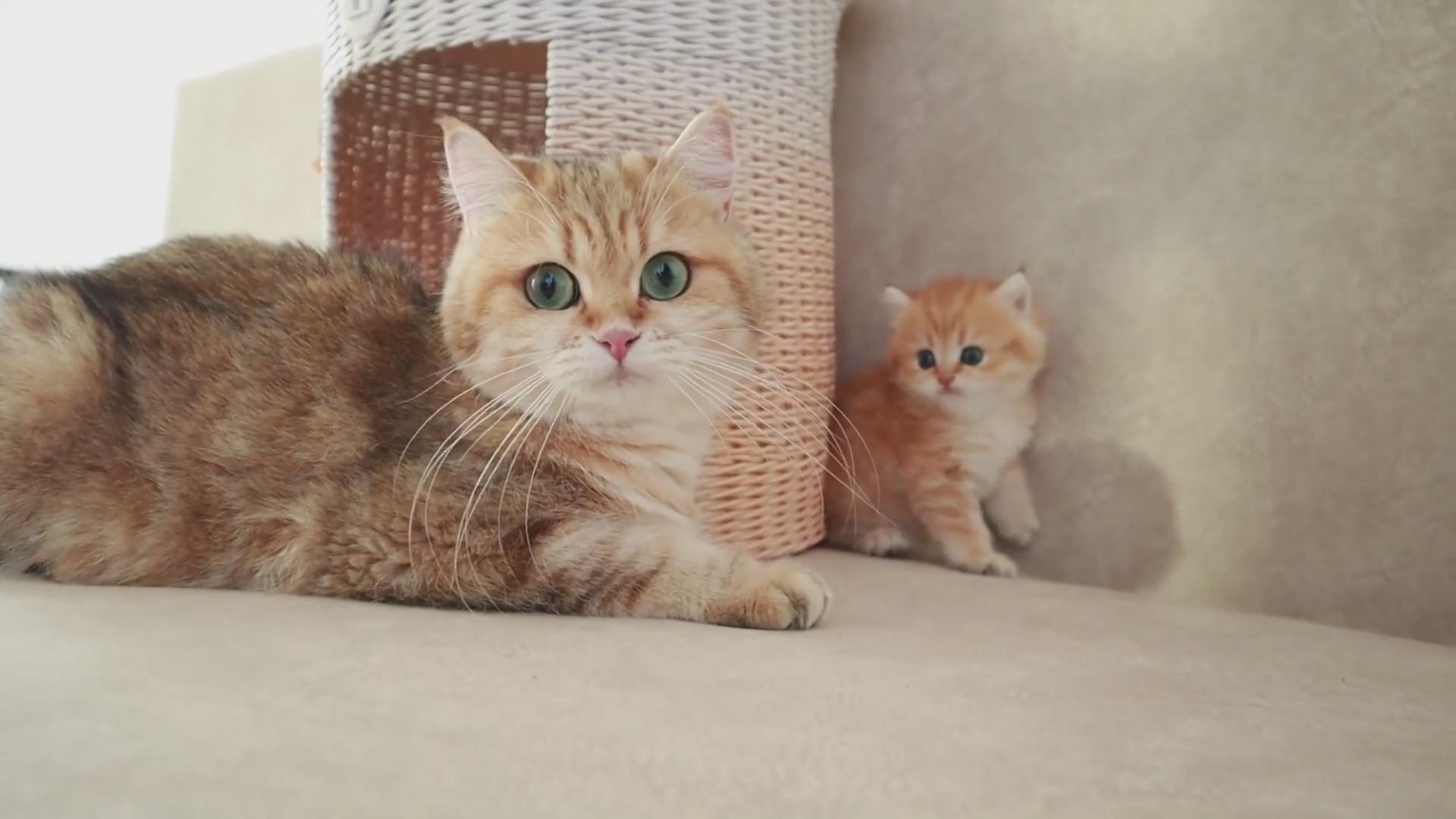 小奶猫和猫妈妈一起玩耍
