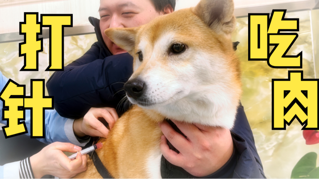 【独家】听话的狗狗有肉吃?你们期待的up主回来了!