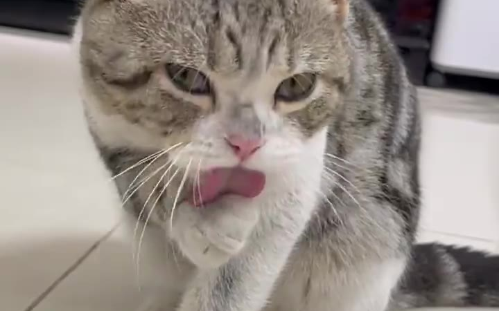 猫咪到底有多爱干净?