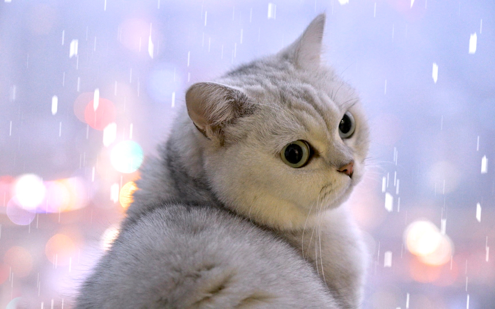 南方猫第一次见下雪,堆雪人给猫玩儿,超级治愈!
