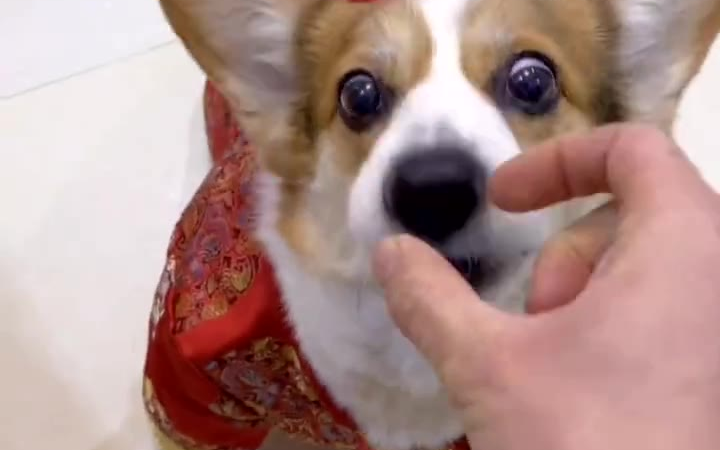 狗子:我不是人,但你是真的狗