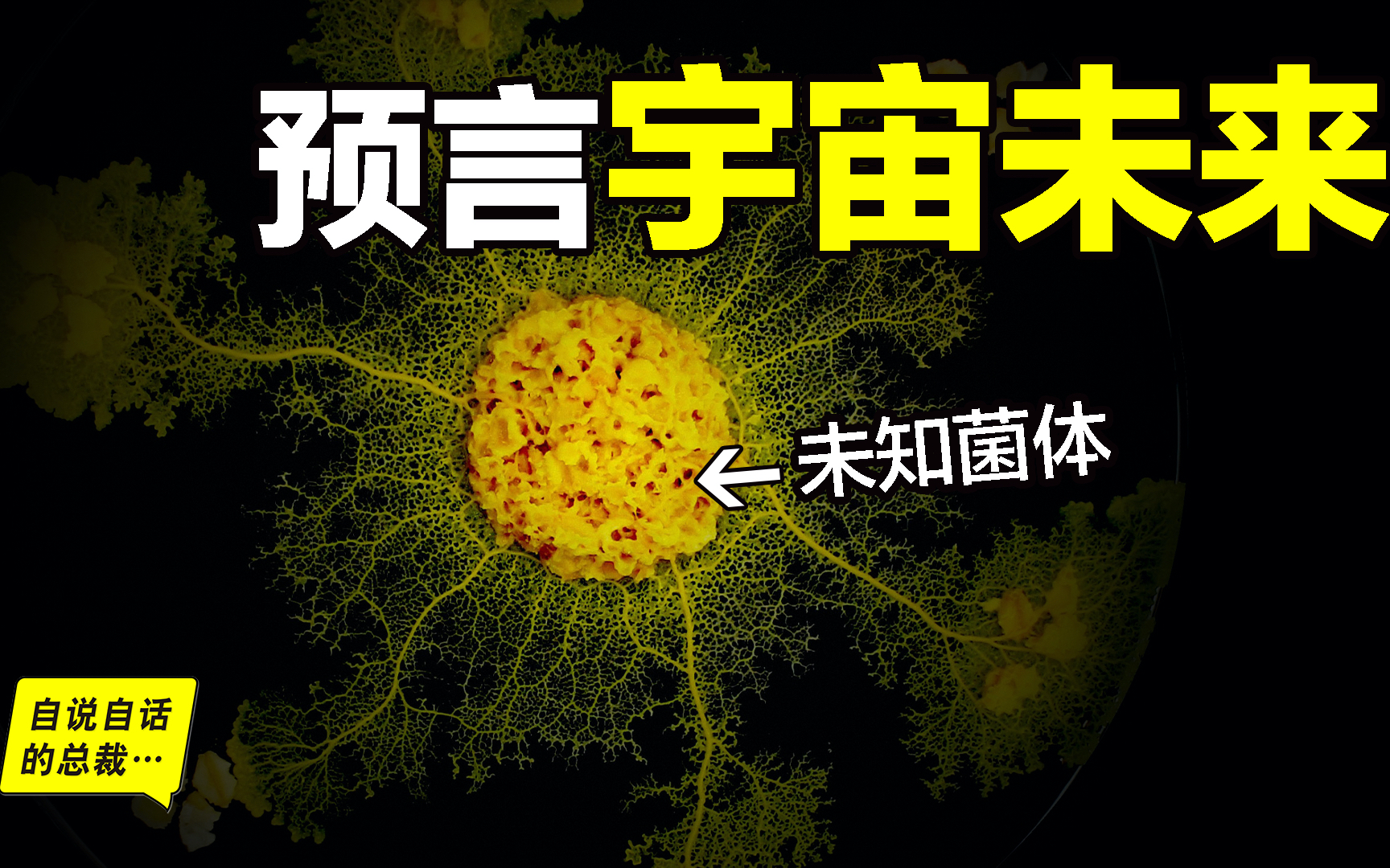 未知菌体:单细胞生物预言,结构像大脑和宇宙,高维宇宙的投影?