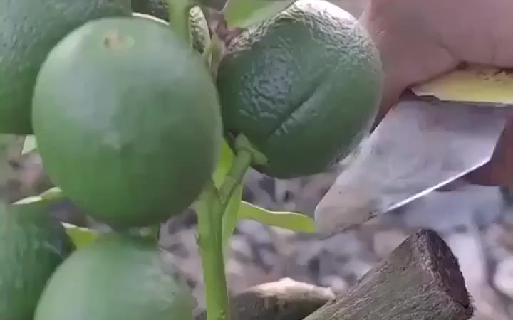 各种植物的嫁接方法技巧,涨知识了