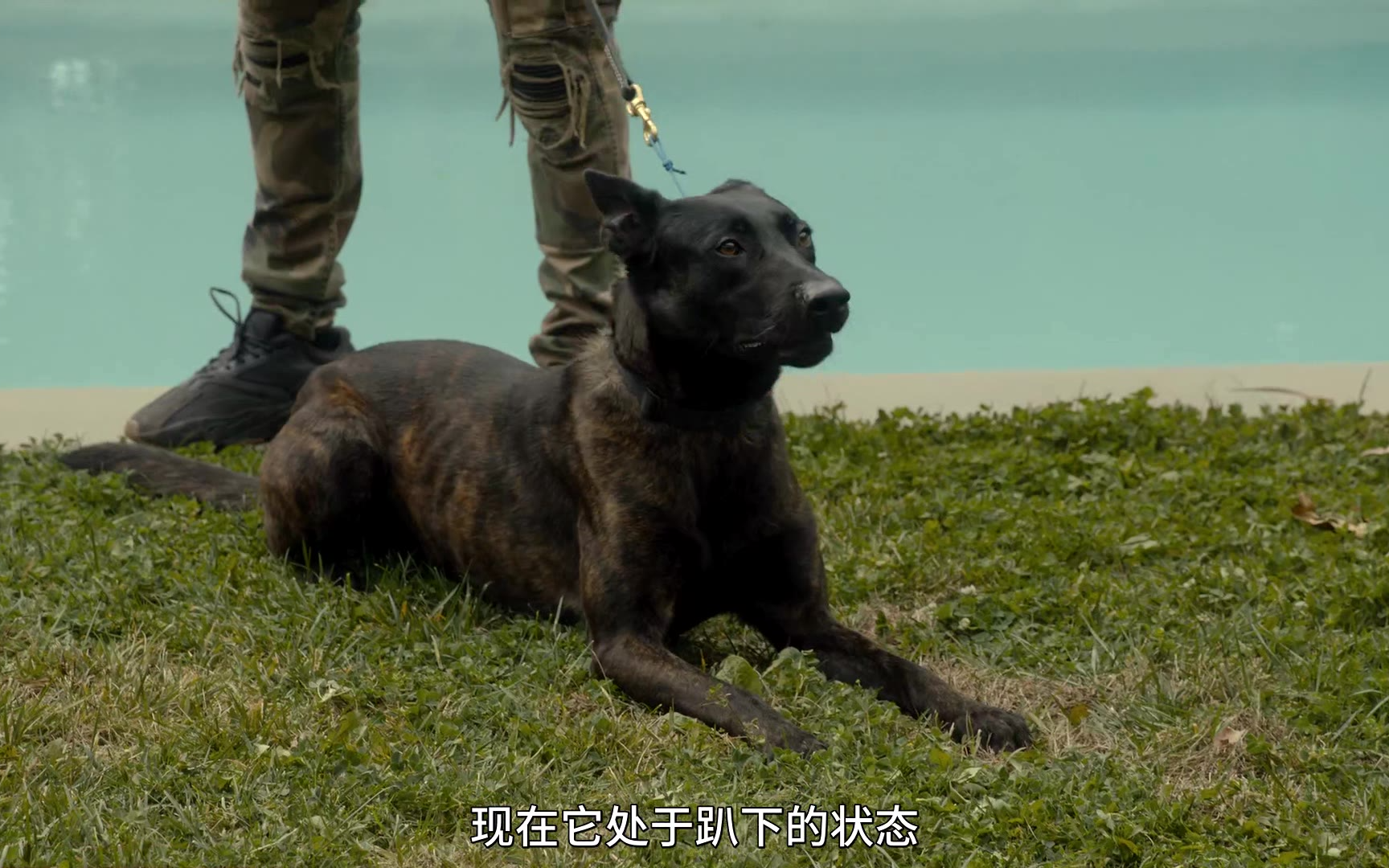 【纪录片】【犬类干预】【2021】【S01E03】【中字英语】