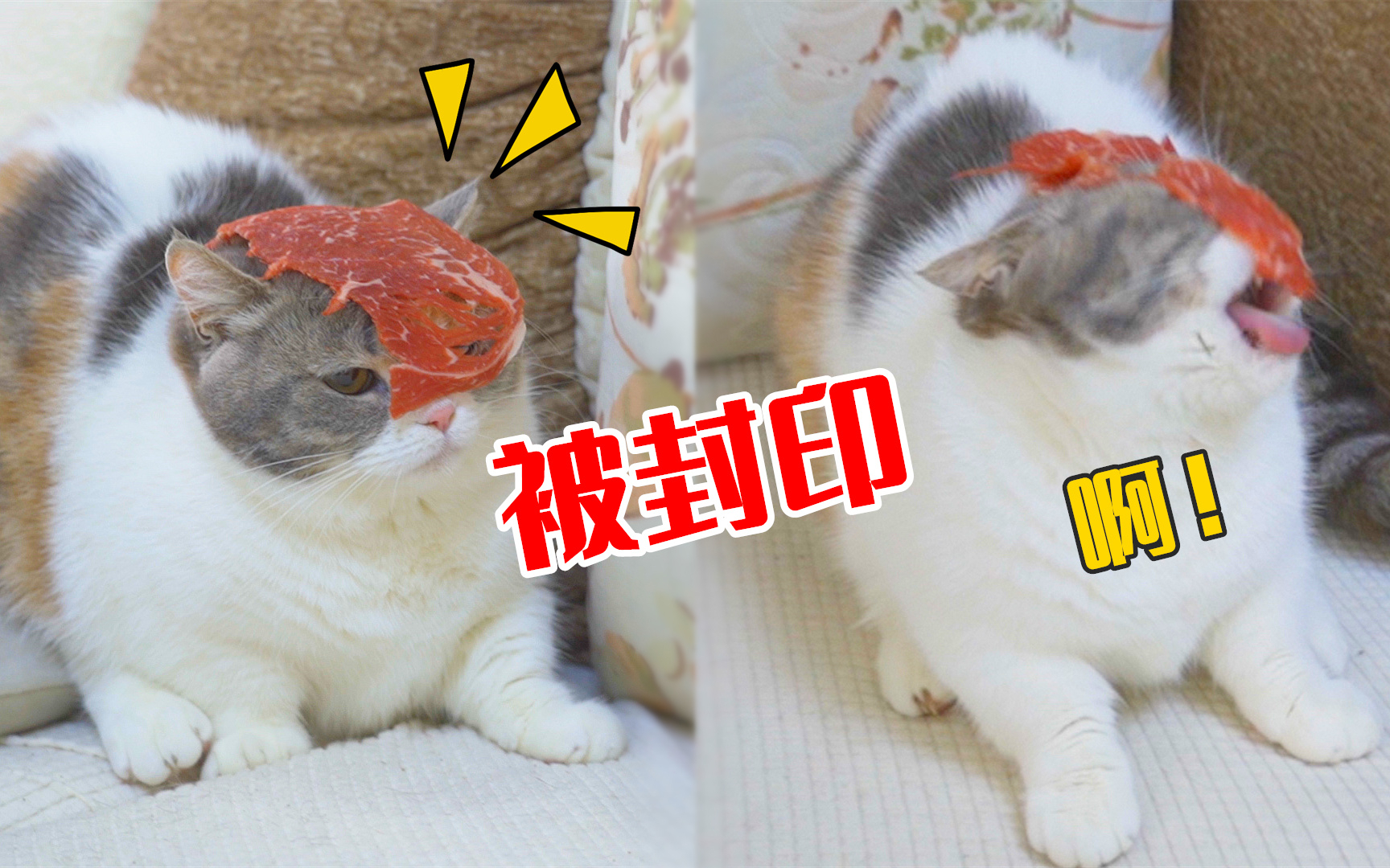 突然把牛肉扔猫脸上,猫会什么反应?猫:封印住了!