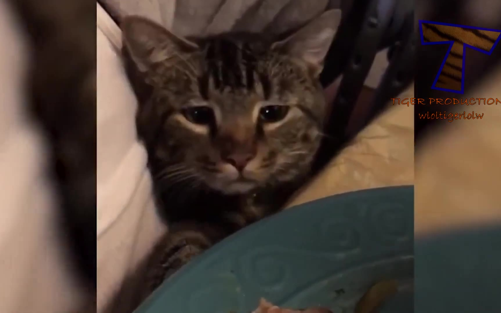 觉得自己是狗狗的小猫咪~就差汪汪叫了