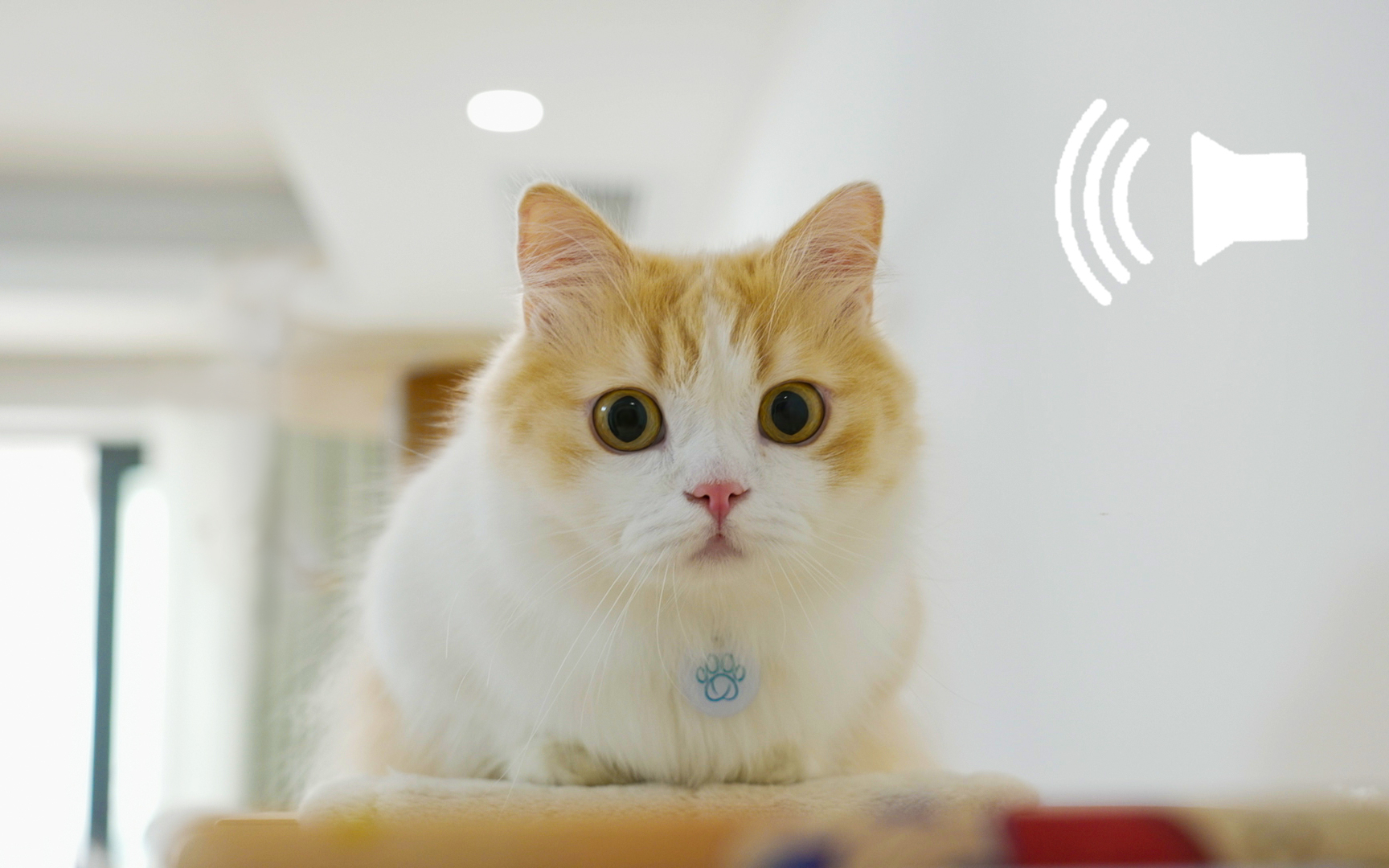 全世界最火的3个猫咪音频,我后悔给俺家猫听了!