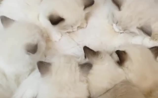 几个布偶小奶猫一边吃奶一边晃耳朵,太可爱了