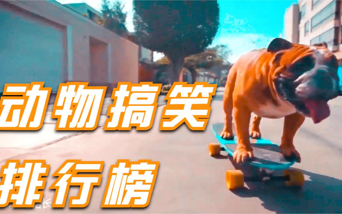 动物搞笑排行榜