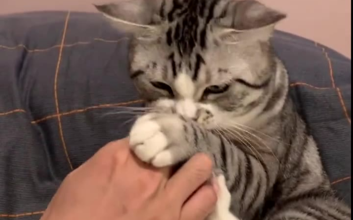 猫咪不吃猫草怎么办?