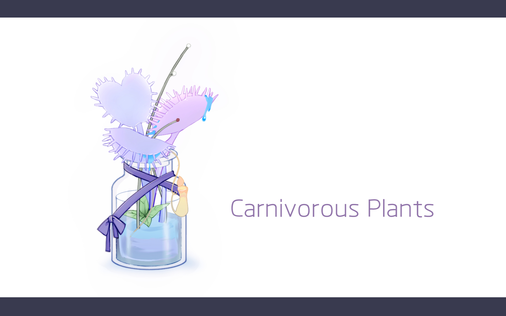 【独家】食虫植物【洛蒂】