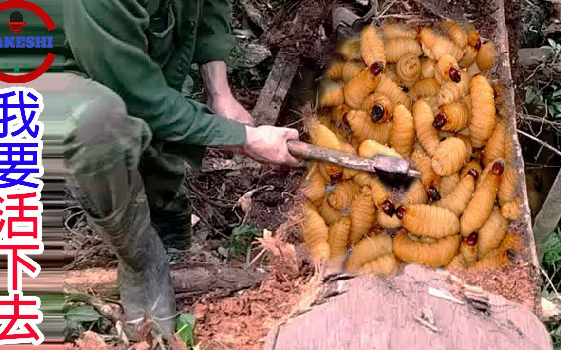 數個在野外生存你必須吞下的生物 世界最強打野貝爺的無情進食實況 你敢吃幾種