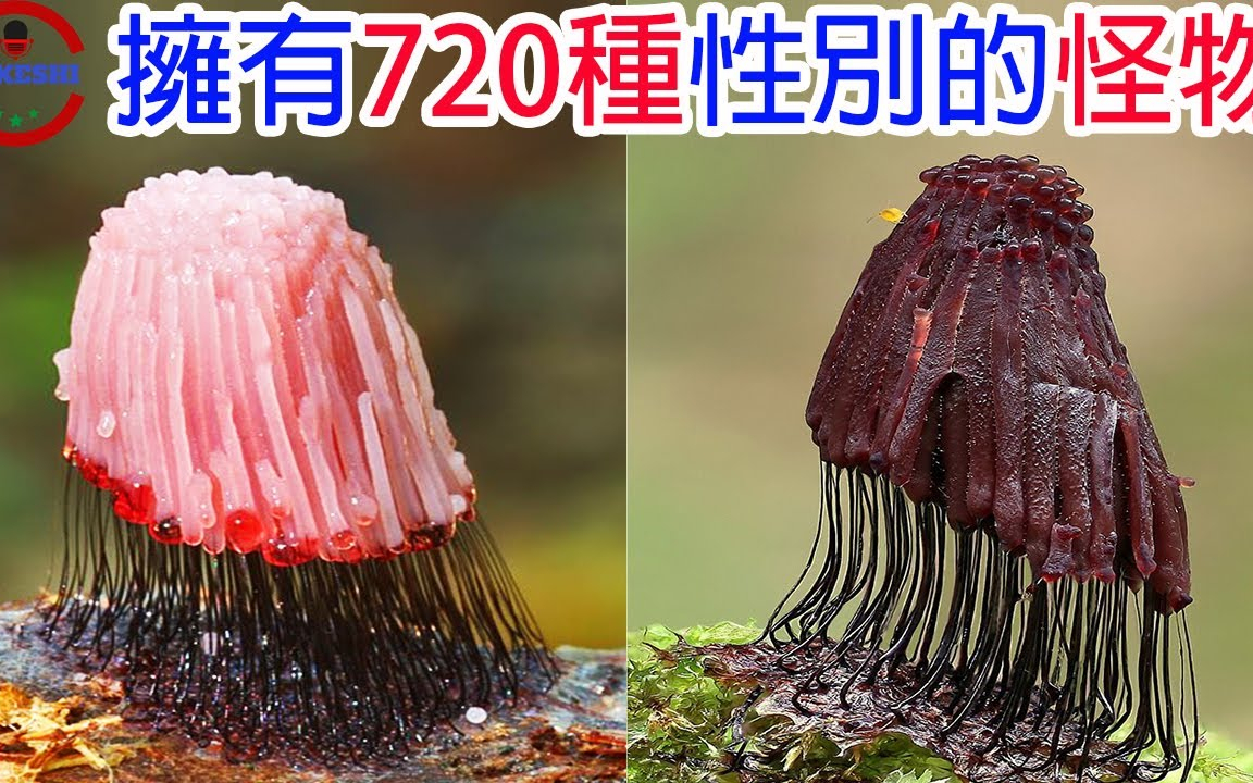 拥有720种性别无脑却能思考的异种生物,生物学者无法分类的生物,比人类还要高的智商?